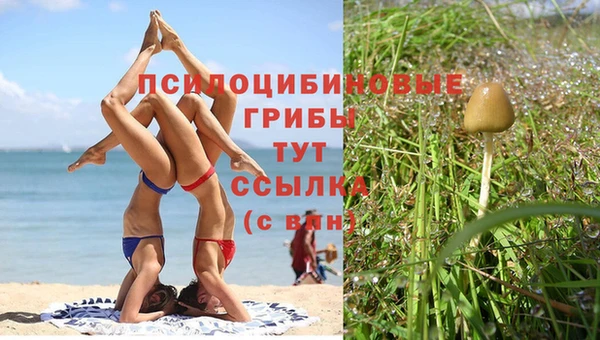 трава Аркадак